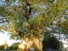 20120125_rangoon_shwedagon_02