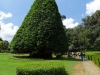Peradeniya - Jardin botanique