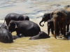 Pinnawala - Orphelinat d'éléphants