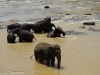 Pinnawala - Orphelinat d'éléphants